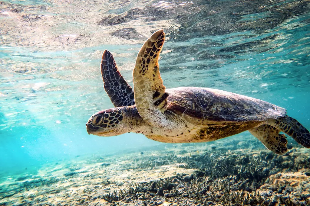 Beaches Port Douglas image 10