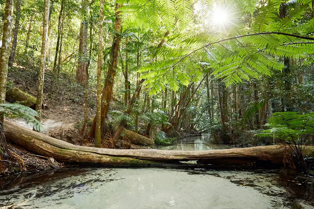 K'gari Explorer Tours image 12